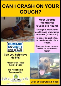 George for Foster/Adoption